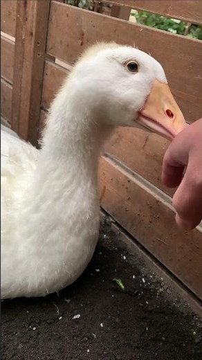 ガチョウ赤ちゃんの嚙む力に震えが止まらないッッ #shorts #鳥 #富士花鳥園 #赤ちゃん #ガチョウ #刃牙