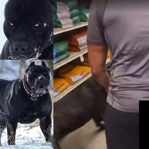 Once your dog starts acting like this, that even you can’t control them It’s time for you to put them down