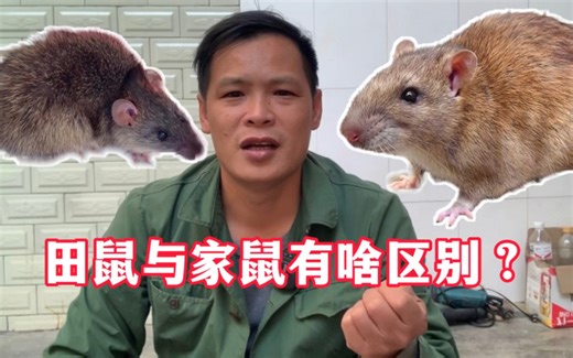 田鼠与家鼠有啥区别？小何拿出两只老鼠做对比，一看就懂