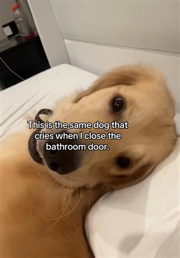 “I’m just making sure she stays humble.” - duke 😏 #fyp #goldenretriever #dogsoftiktok #dogparents #dogs