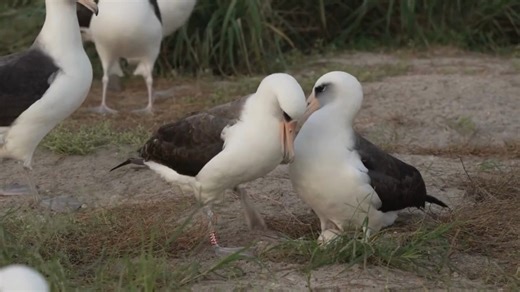 The world's oldest known wild bird has just laid a new egg. Wisdom the Laysan albatross, or mōlī, is now at least 74 years old — and still rocking motherhood. First banded by scientists in 1956, she's just laid an egg on Midway Atoll in the Pacific Ocean — to become, we hope, the most recent of more than 30 chicks Wisdom has raised to fledglings. Not only has she survived a deadly 2011 tsunami, predators, and ocean pollution, but the queen 👑 of seabirds is believed to have flown more than 3 mil