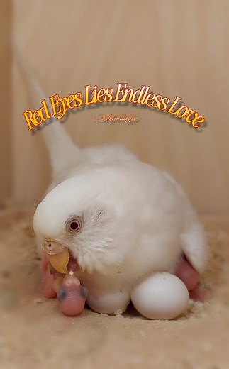 The Mystery of the Red-Eyed Budgie Begins Here 🐥✨ #fblifestyle #foryoupage #budgie #budgies #pets #birds #birdlife #reels #nature #nest #watch #بادجى #طيور_الزينة #طيور_الحب #حيوانات_اليفة #عصافير_استرالى | Mo Budgie