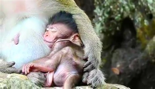 When some people lack conscience, morals, and humanity towards small, weak creatures on earth, we appeal and raise our voices to everyone. Perhaps someone can stop this daily series of torture of young monkeys, the forgotten animal, those little ones whose freedom and life are robbed of their families, weak in structure, delicate and sensitive, and many people, men and women, torture them and spread them. They do whatever they want on social networking sites so that everyone can see their strang