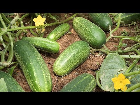 3G कटिंग से पाएं 10 गुना खीरे! 🥒 | घर पर खीरा उगाने का सबसे आसान तरीका | Terrace Gardening Tips