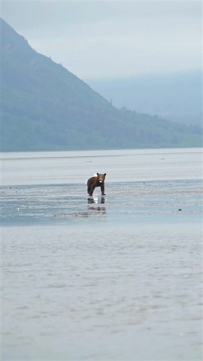 Heartwarming Baby Bear Rescue in Alaska