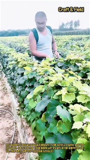 농부들이 일손을 줄이는 비밀의 포도나무 관리법 #worker #process #farming #agriculture #pruning