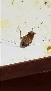 How Cockroach’s Die