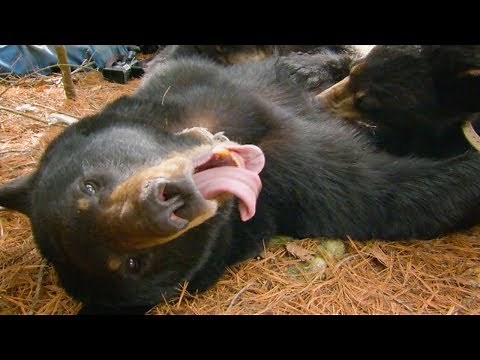 Cute Black Bear Cubs PURRING While Feeding | BBC Earth