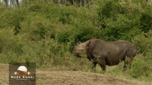 Take A Luxury Break At Mara Engai Wilderness Lodge *http://bit.ly/2o9FiRe MagicalKenya Mara Triangle Maasai Mara #GoMaraEngai Mara Engai Tembea Kenya KTB - Magical Kenya MagicalKenya #GoMaraEngai #GoPlaces #LuxuryBreak #TwendeMara #Safaris Wolfgang H. Thome | Go Places Digital