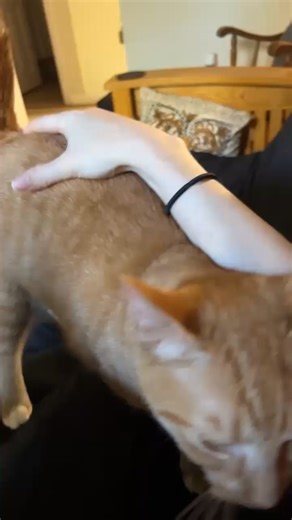 If you as much as even THINK about petting another cat in Foxy Whiskers presence, you better think again!😂 This ginger sweetie is approximately 2-2.5 years old. All of her kittens have been adopted and she has been more than patient waiting for her turn. She takes a little time to warm up to you but once she does, she won't ever let you forget she is there. 😻 To learn more about Foxy Whiskers, click her bio below. 👇 https://www.petfinder.com/cat/foxy-whiskers-76782871/ri/warwick/scruffy-paws-