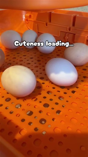 First batch of eggs is hatching soon!! Stay tuned 😃💕 #hatching #eggs #chickeneggs #chickens