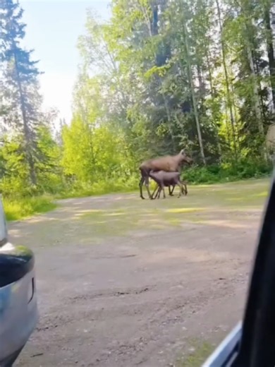 Funny Moose Video: A Hilarious & Cute Animal Moment 🫎