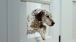 Monitor Your Pet's Comings and Goings With This $3,000 Smart Dog Door