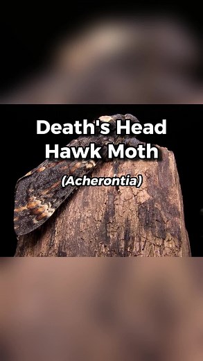 The Enigmatic Death Head Hawkmoth: Fascinating Facts Revealed!
