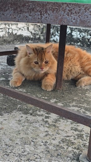 #cat #pets #shortvideo #ekmotahathighumechala #kitten #babyanimal #babycat