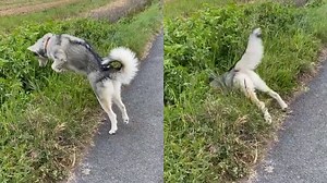 PROOF Dogs Are The Most Dramatic Animals #2 - 1Funny.com