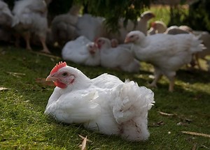 Chickens farmed for meat