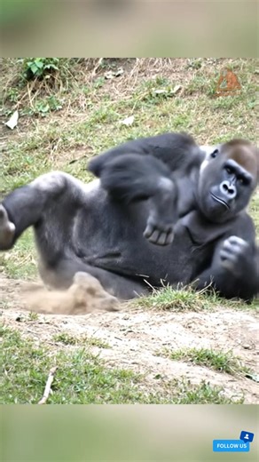 Can’t stop staring, it’s THAT gorgeous 😍✨💖 #LoveThis #SoBeautiful #HeartEyes | King Gorilla