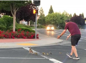 Weird news: Man hit and killed by a car while helping ducks cross the road [Video]