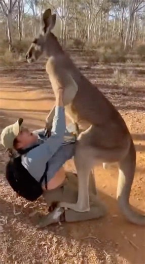 KANGAROO ATTACKED HER! CAUGHT ON PHONE!! 😱💀