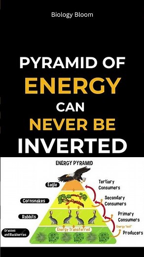Pyramids of Energy ⚡ & Biomass in Aquatic ecosystems