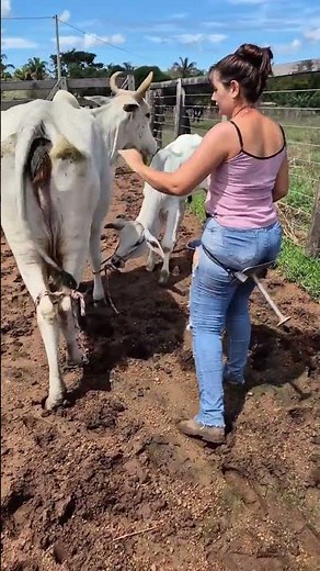 Amazing Cow Milking on Farm 🐄 | Traditional Dairy Farming Life | Fresh Milk Collection #villagelife