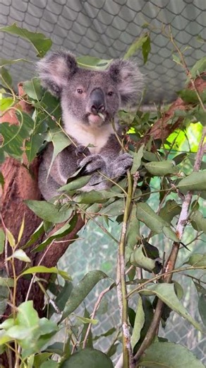 Puddles the koala joey in care