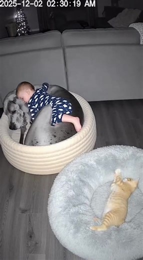 The hierarchy in this house is clear Cat Baby Giant Dog.  | Age of Fortune Roleplay | Facebook