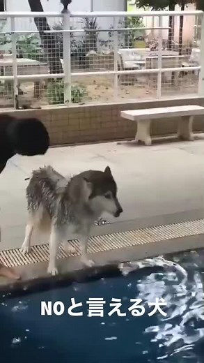 可愛い喋るハスキー犬の面白動画