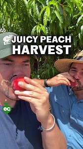 Peaches are what we call climacteric fruits, which is just a fancy way of saying they’re the overachievers of the fruit world. Unlike their non-climacteric cousins (oranges, lemons, and other citrus that basically give up once they leave the tree), peaches keep working on getting sweeter and juicier even after you’ve picked them. This means you can harvest them while they’re still a bit firm and let them finish ripening safely in your kitchen, away from those sneaky birds who seem to have radar 