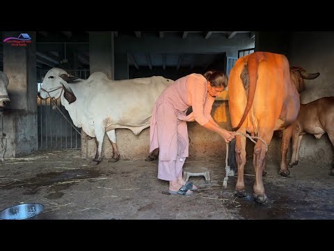 Gaushala ka kaam kon karega