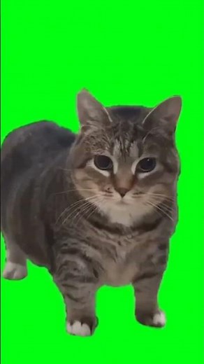 КОТ КРУТИТСЯ на ЗЕЛЕНОМ ФОНЕ ФУТАЖ #greenscreen #memes #funny #cat реакция кота