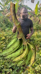 55K views · 752 reactions | 5 Serious Mistakes Diasporans Make When Investing In Plantain Farming  PART 1 #nigeria #Cameroon #ghana #diaspora #DiasporaAfricaine | Njieforti Princewill Gana | Facebook