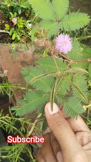 Chui Mue Plant Explained | From Seed to Plant |How to Grow Chui Mue Plant at Home#trending#shorts