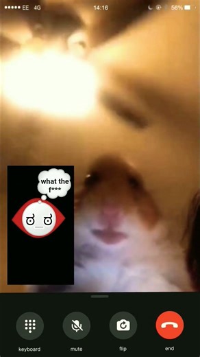 hamster calling meme