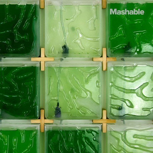 111K views · 111 reactions | This wall-mounted farming kit lets you grow your own algae at home. | Mashable | Facebook