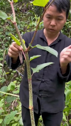 Relaxing ASMR with Satisfying Fruit Sounds