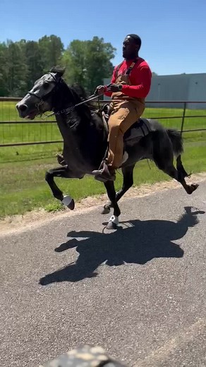 Tone🦅 #getlive #elitetrailers #getlivestables #Standardbred #viral #global #outside #pullup #fyp #GLS #singlefootinghorse #speedracking #speedrackinghorse #horses #horsesoftiktok #country #equestrian #animalsoftiktok #speed