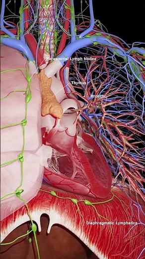 3d anatomy of the heart and thymus #anatomy #3dmodel #meded