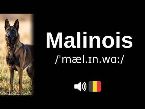 How to pronounce Malinois (CORRECTLY!)