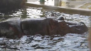 5.8K views · 266 reactions | We have another special birthday - Sparky is 3️⃣2️⃣ today!  The average hippo's lifespan is between 40-50 years, so Sparky is still active & spry 鍊 And did you know, she's our other hippo, Lobi's, grandmother!  Learn more about our hippos here bit.ly/30UrmMJ | The Calgary Zoo | Facebook