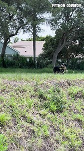 265K views · 5.8K reactions | Otto lived for the canal rodeo. Nothing made him happier than chasing iguanas on the run, hopping banks, and diving into the brush. You could see the fire in him. | Python Cowboy Hunts | Facebook