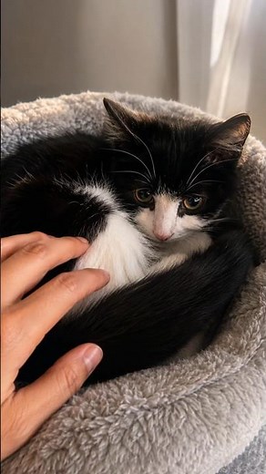 The Day BatCat Learned To Trust Me ❤️