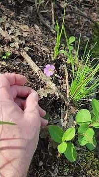 The violet wood sorrel, Oxalis violaceae starting to bloom. Dry sites.