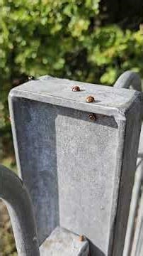 Ladybird ladybird