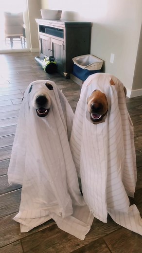 Ghost Dog Trend: Halloween Look with Dogs