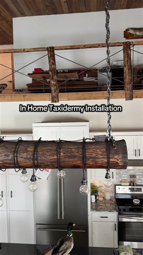 Stunning Taxidermy Installation in Home