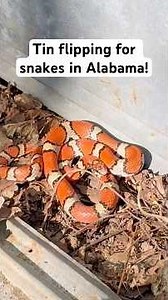 Bright red milksnakes and meaty king snakes using tin stacks in Alabama! #pov #snake #alabama