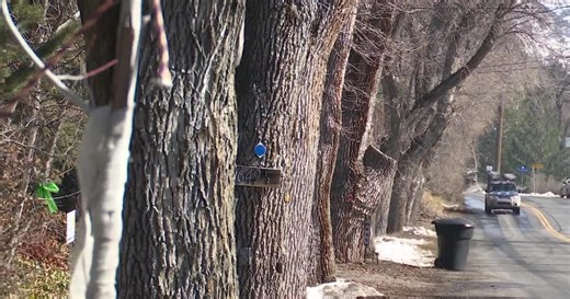 Why 100-year-old trees will soon be gone in Logan