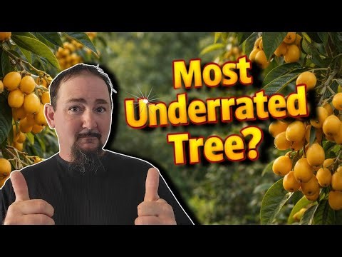 Loquat Tree: The Most Underrated Fruit Tree (Why It Might Be My Favorite)